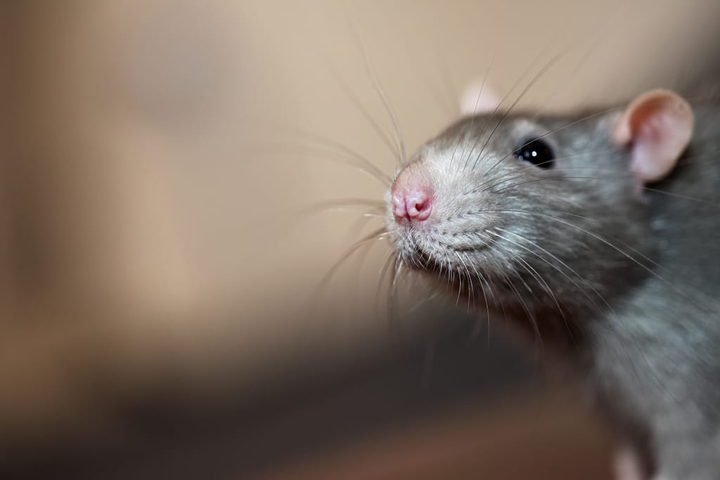 What To Do If Rodents Have Made A Home In Your HVAC System: Heating And AC Repair | Richardson, TX