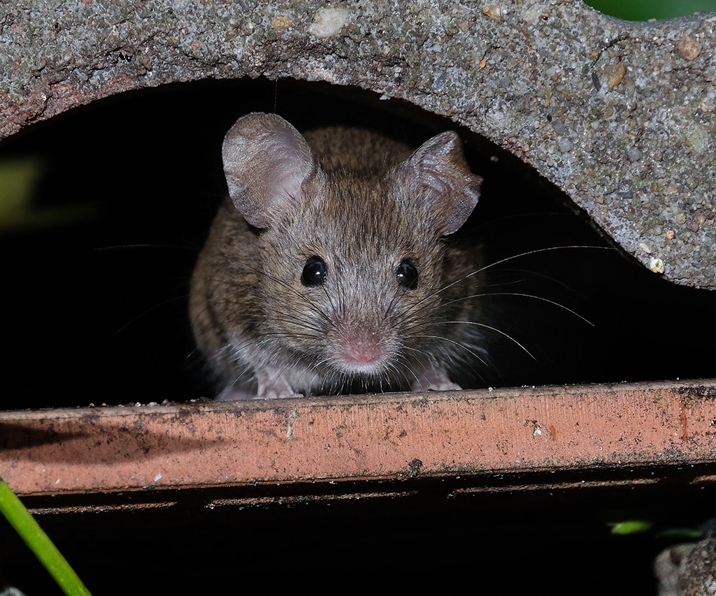 Signs You Have a Rodent Infestation And Need To Call An AC Repair Company ASAP | Lewisville, TX