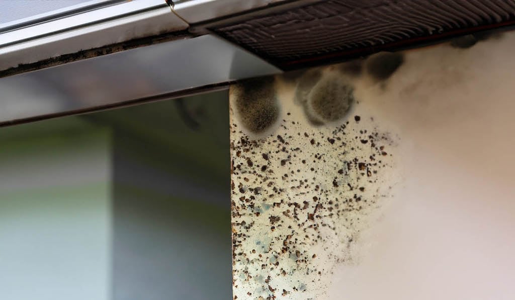 Mold on a cream colored wall | Indoor Air Quality Services in Dallas, Frisco, and Plano, TX