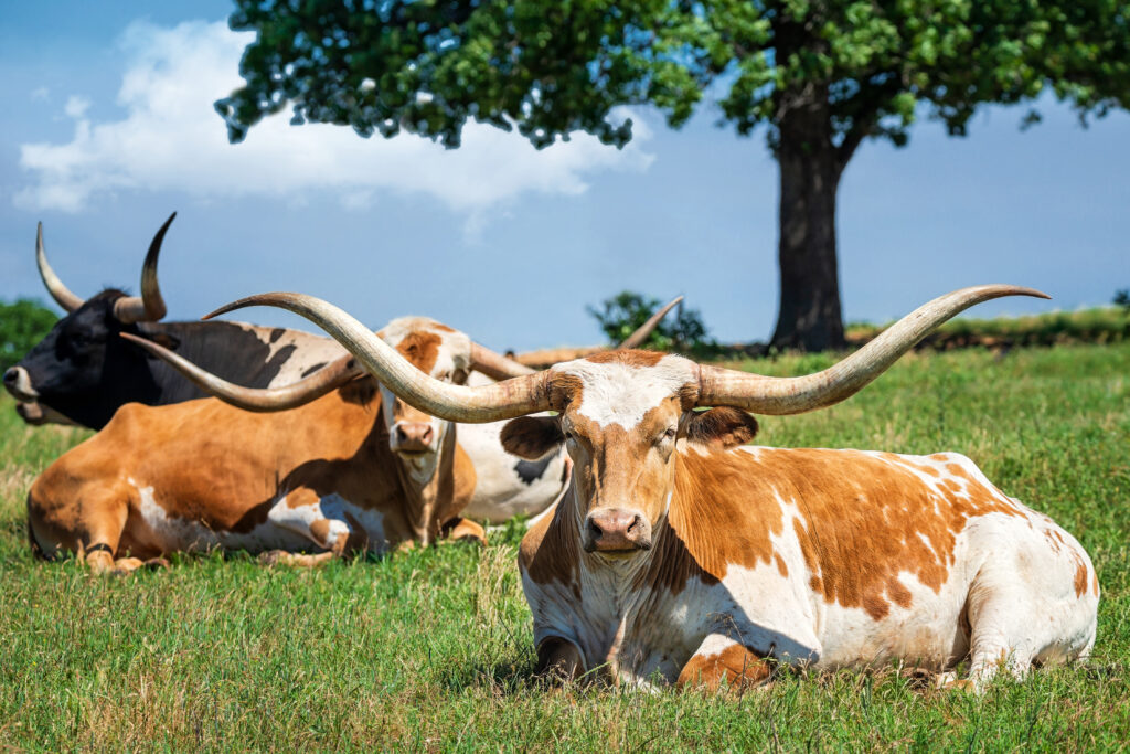Crowley Texas longhorn cattle lying down in the spring pasture.